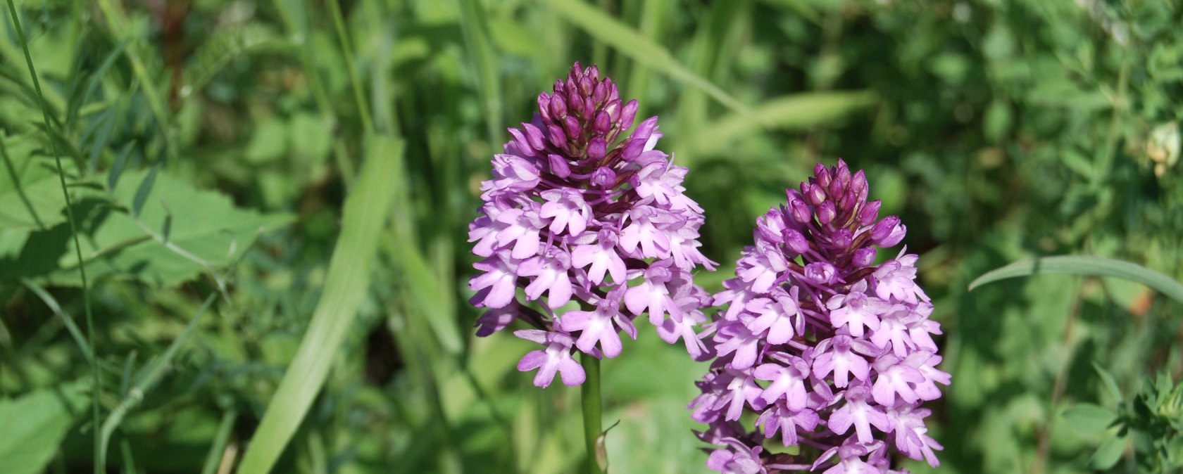 Orchideen - Pyramidenorchis, © Naturpark Südeifel/P. Wagner