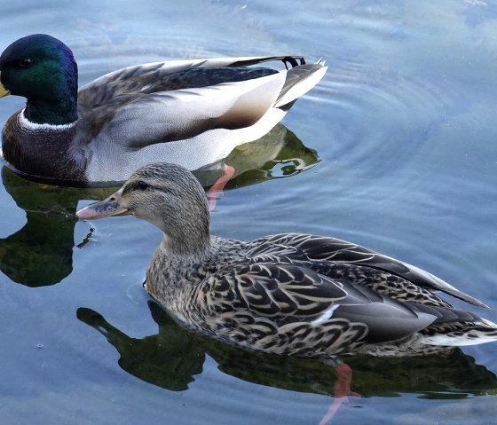 Canards sur le lac, © Pixabay