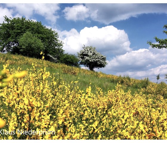 Frühling in der Eifel, © Klaus Niederprüm - klaus.niederpruem@online.de