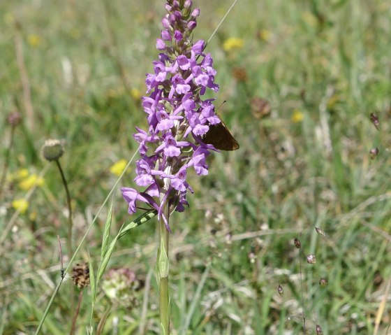 Orchidee, © Dietmar Frank & Nordeifel Tourismus GmbH