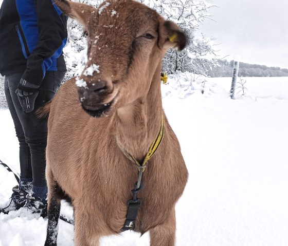 Ziegenwanderung im tiefsten Winter