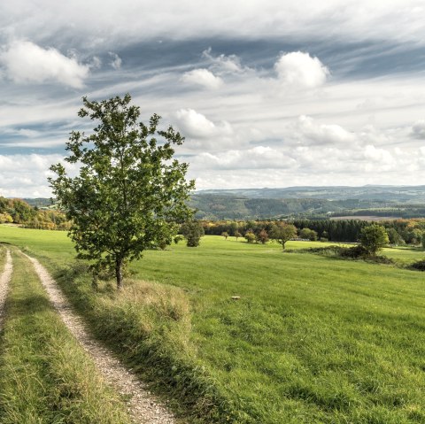 Aufstieg Feldweg zum Aremberg, © TI Hocheifel-Nürburgring©D.Ketz