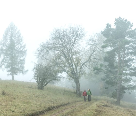 Mystische Stimmung bei Morgennebel auf dem Schneifelpfad in der Schönecker Schweiz, © Eifel Tourismus GmbH, D. Ketz