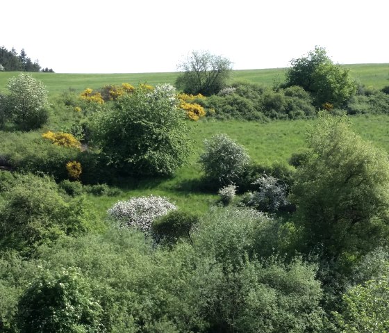 Blick vom Balkon auf den Eifelsteig