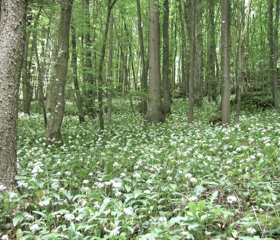 Schönecker Schweiz 1 Bärlauchblüte, © Tourist-Information Prümer Land