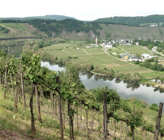 Weinberge Mosel