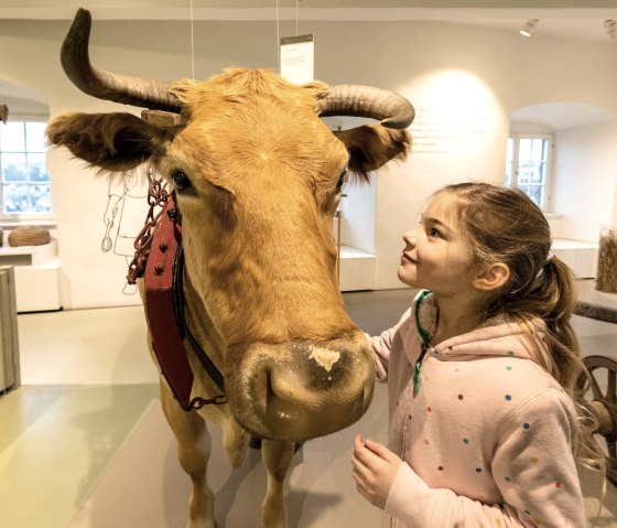 Mit der Kuh per Du im Eifelmuseum, © Eifel Tourismus GmbH, D. Ketz