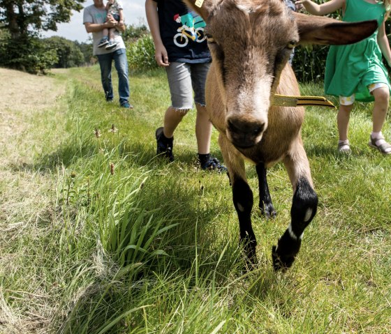 Goat hike - a family experience