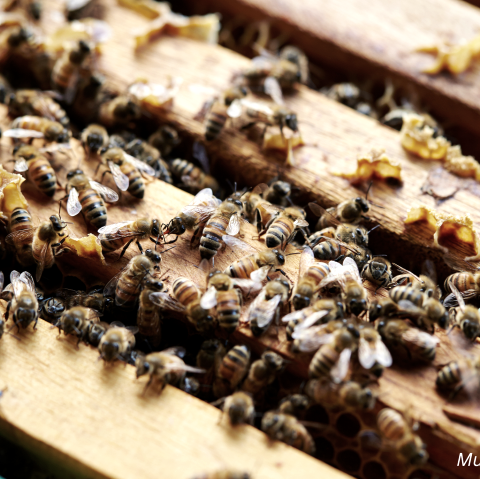 Bienen Imkerei Musterbild, © Canva