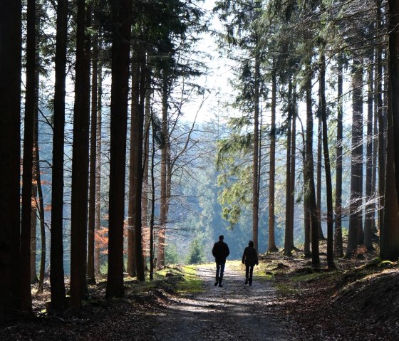 Wanderung im Wald