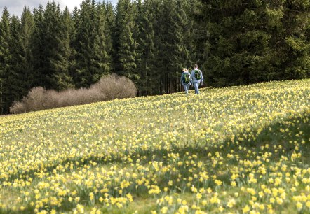 Wandern in den Narzwissenwiesen, © Eifel Tourismus GmbH - Dominik Ketz