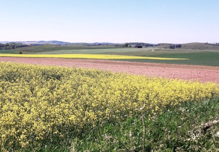 Ginsterblüte, © Tourist-Information Prümer Land/Elke Dahm