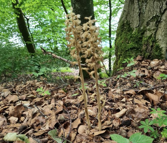 Pulvermaar Orchidee