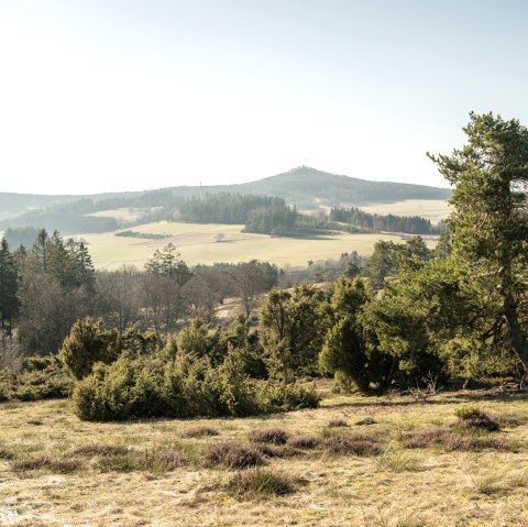 Ausblick in die Eifel und auf Wacholder am Traumpfad Bergheidenweg, © Eifel Tourismus GmbH, D. Ketz