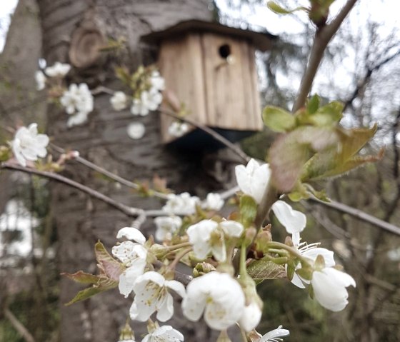 Impressionen Dorfrundgang, © Tourist-Information Wittlich Stadt & Land