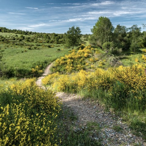 Ginsterblüte auf der Dreiborner Hochfläche, © Dominik Ketz