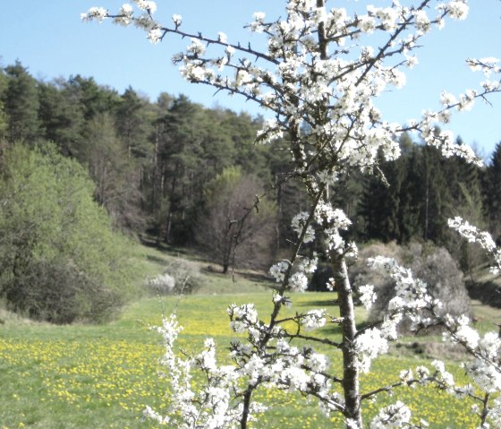 Frühlingsboten in Gönnerstdorf, © Touristik GmbH Gerolsteiner Land, Ute Klinkhammer