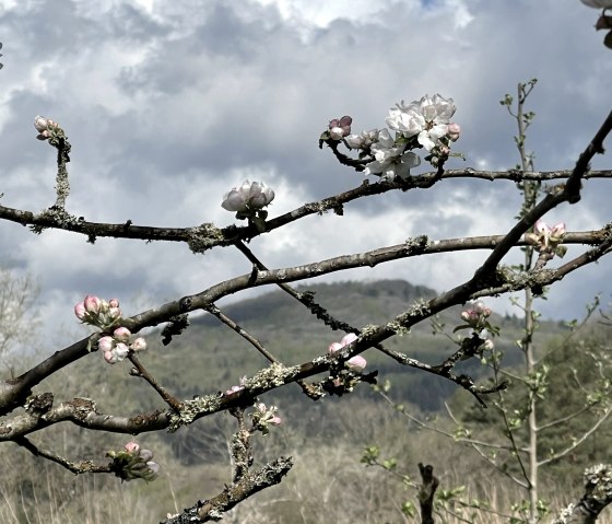 Der Aremberg