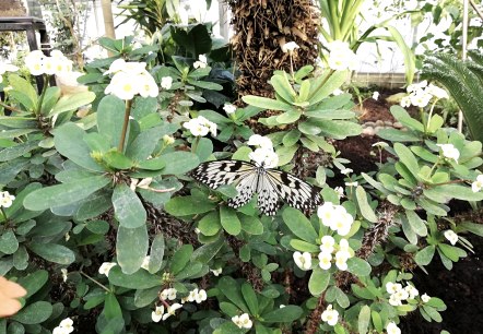 Schmetterling 2, © Deutsch-Luxemburgische Tourist-Information