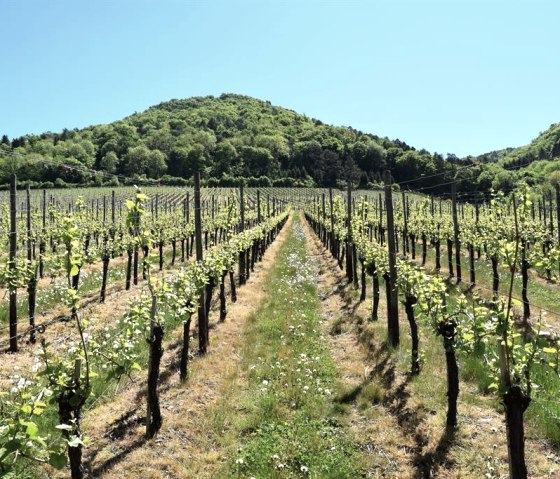 Weinberg im Frühling bei Dernau und Mayschoss, © Pannhausen