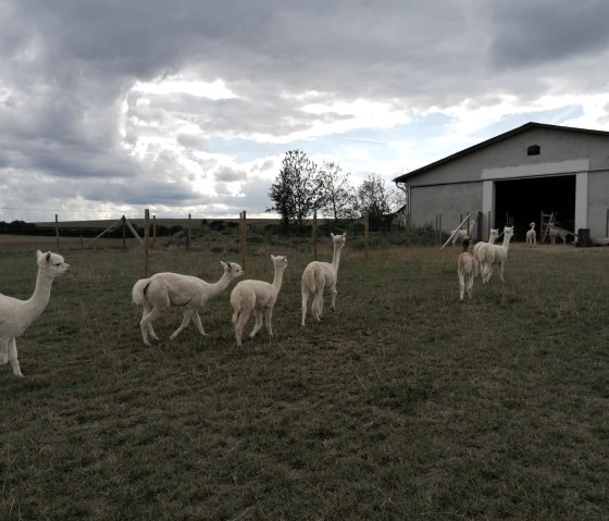 Alpaka Ranch mit buchbarem Picknick im Freien