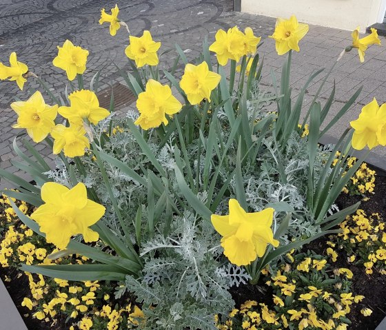 Frühling in Wittlich, © Tourist-Information Wittlich Stadt & Land