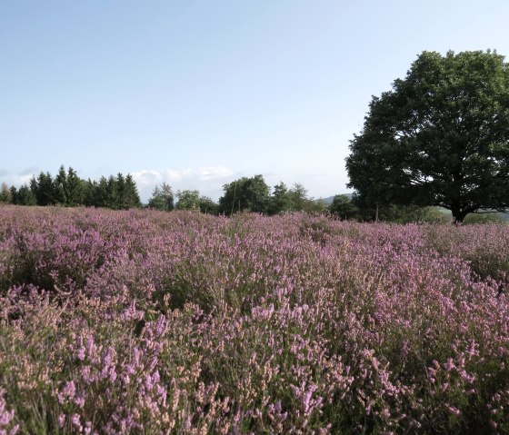 Die Wacholderheide bei Langscheid, © Svenja Schulze-Entrup