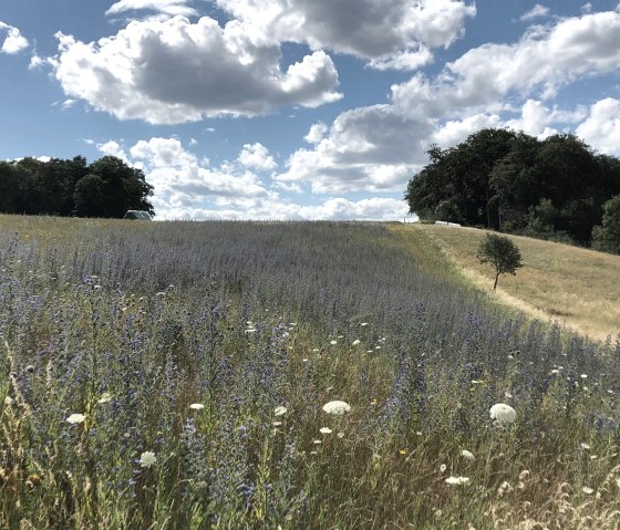 Blumenwiese Wendelinusweg, © GesundLand Vulkaneifel