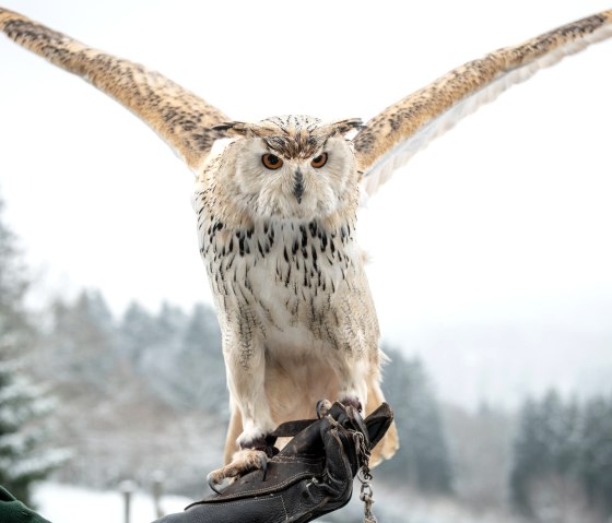 Eule im Wild- und Erlebnispark Daun, © Eifel Tourismus GmbH, D. Ketz