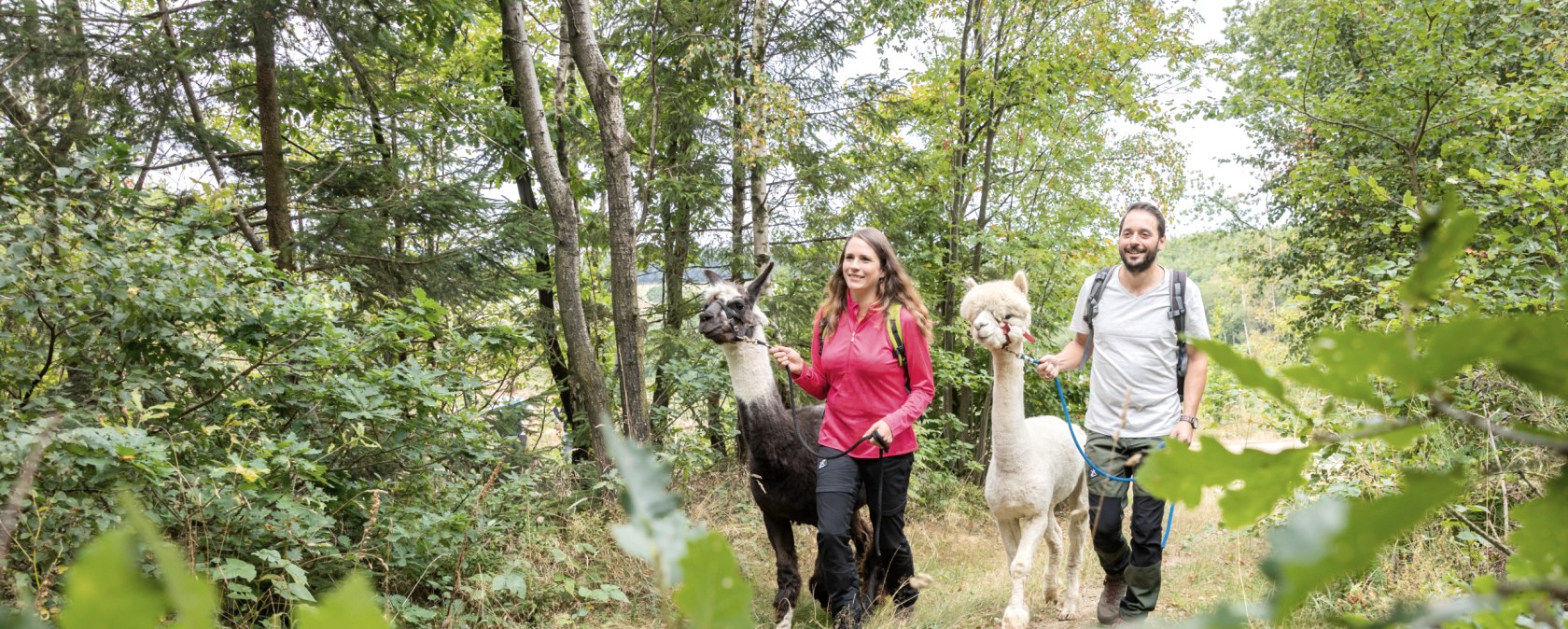 Alpaka-Wanderung in der Eifel, © Eifel Tourismus GmbH, Dominik Ketz