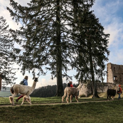 Eifelnoamden an der Burgruine Schönecken, © Eifelnomaden, Julietta Baums