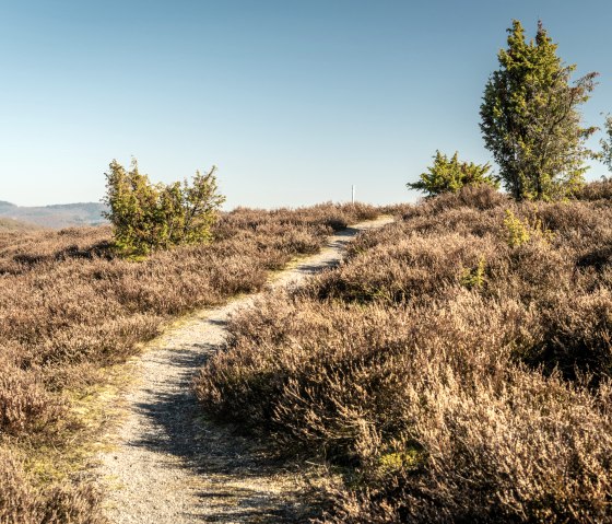 Wacholder und Heidegras, Wacholderweg , © Eifel Tourismus GmbH, D. Ketz