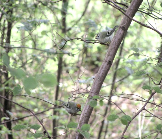 voegel-im-wald