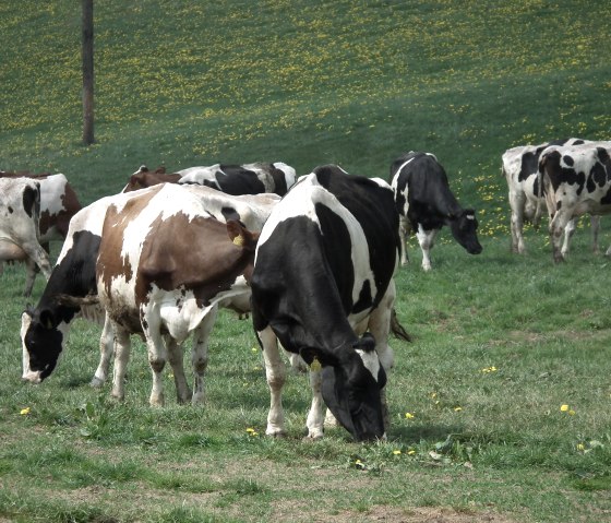 Kühe auf der Weide