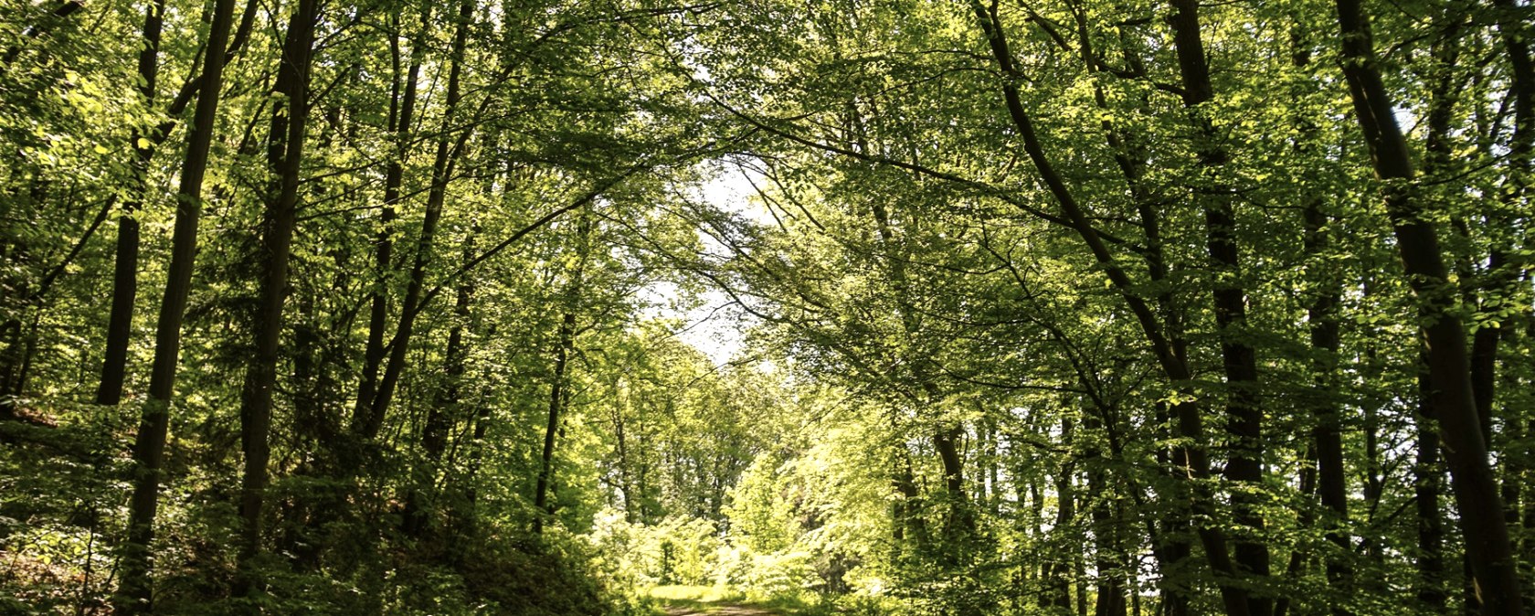 Wegstück des Weitblick Wanderwegs, © Laura Rinneburger