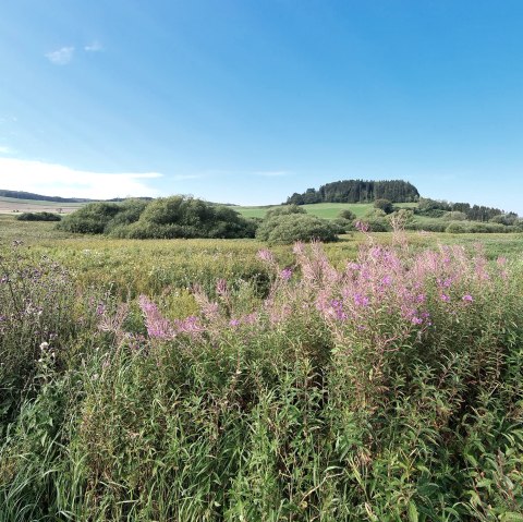 Plantes médicinales dans l'Eifel volcanique, © Natur- und Geopark, M. Müller