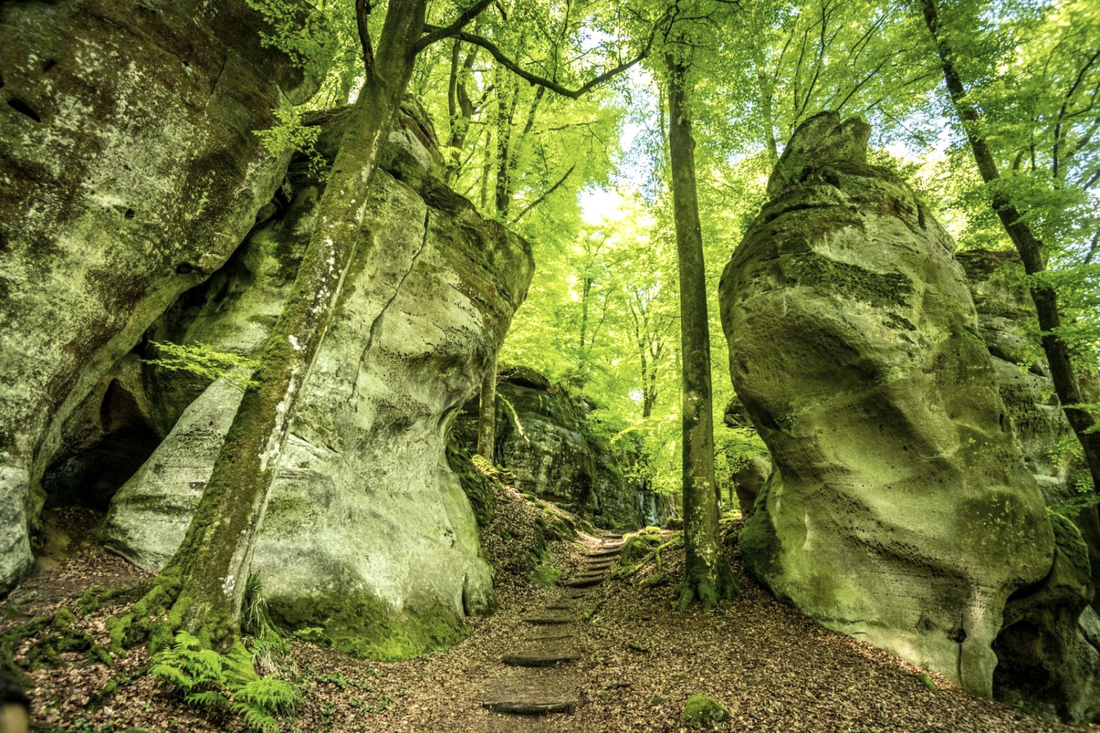 Wolfsschlucht im NaturWanderPark delux, © Eifel Tourismus GmbH, Dominik Ketz