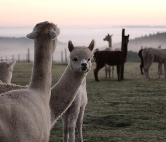 Alpaca's uit de Hoge Eifel, © Balter - Hocheifel Alpakas