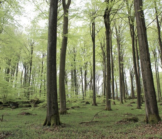 Wald, © Tourist-Info Vulkanregion Laacher See/Schote