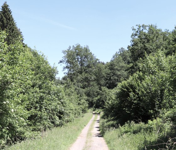 Islek Pfädchen Arzfeld - Waldweg, © Tourist-Information Islek