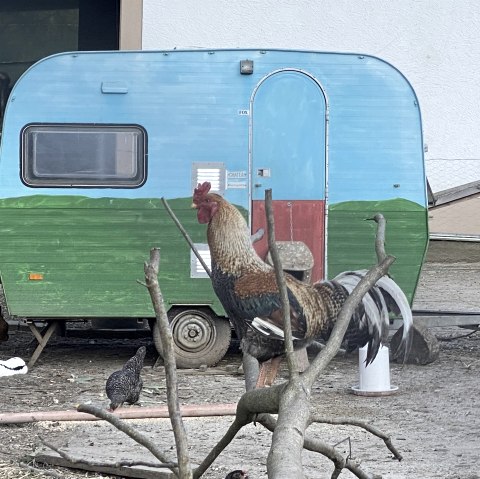 Hühner Campingplatz, © Christians Mühle