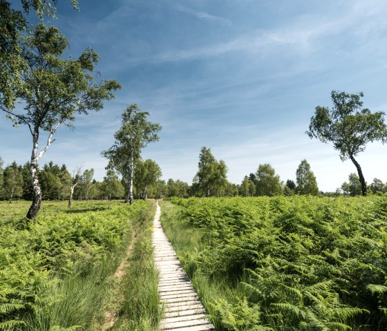 Unterwegs über den Eifelsteig durch Struffelt Heide, © Eifel Tourismus GmbH, Dominik Ketz