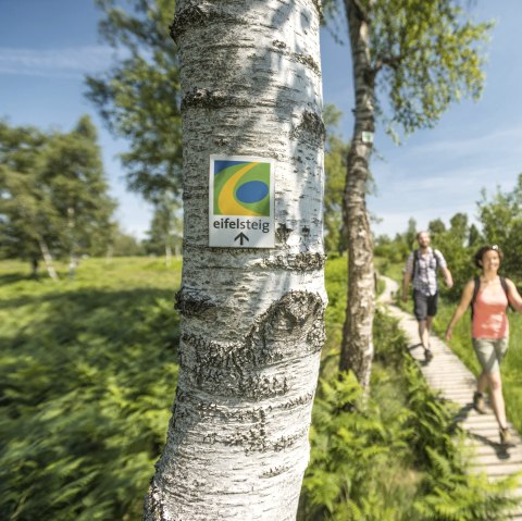 Wanderweg Eifelsteig: Auf der Wandertour durch die Eifel geht es auch auf Stegen durch die Struffelt Heide., © Eifel Tourismus GmbH - D. Ketz