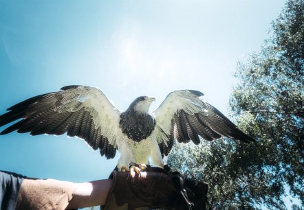 Raubvogel in der Greifvogelstation Hellenthal, © Johannes Höhn