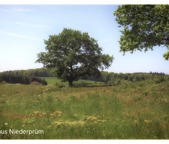 Eifellandschaft im Sommer, © Klaus Niederprüm - klaus.niederpruem@online.de