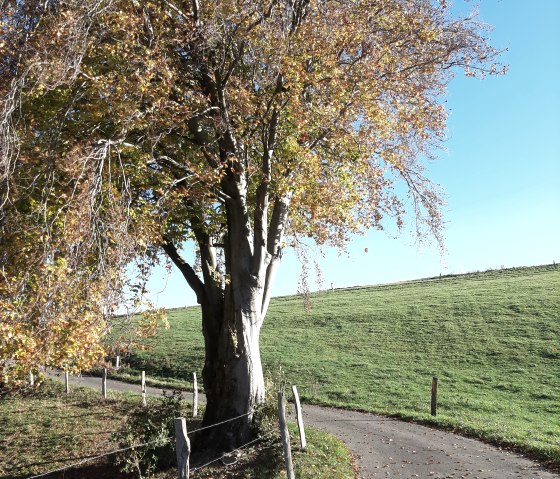 Entlang der Wanderung, © Rureifel-Tourismus e.V.