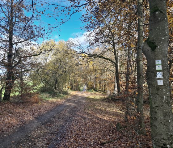 Buchenallee im Herbst, © TI Hocheifel-Nürburgring©VG Adenau