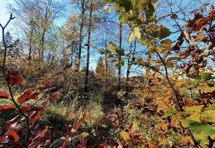 Wald1, © Tourist-Information Prümer Land