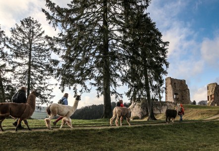 Eifelnoamden an der Burgruine Schönecken, © Eifelnomaden, Julietta Baums