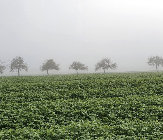 Streuobstwiese im Herbst, © TI Bitburger Land - Steffi Wagner